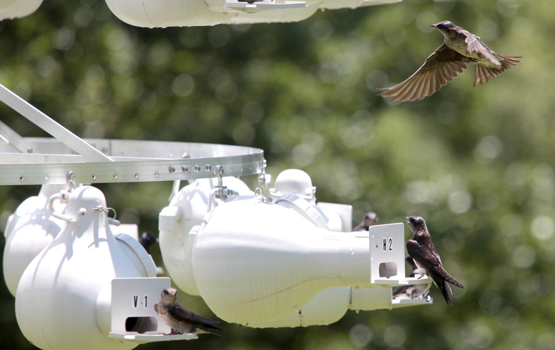 Purple martin banding